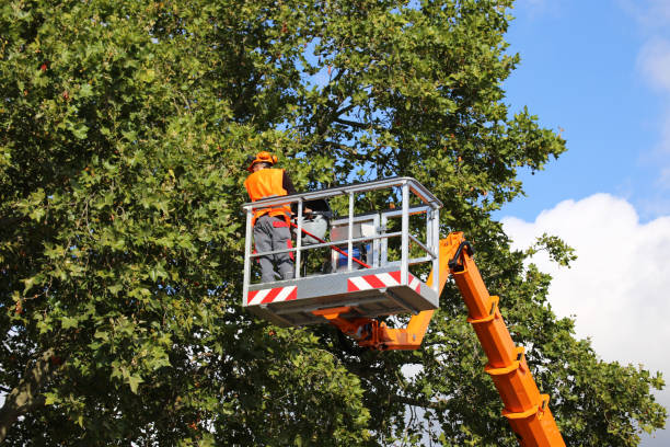 Best Firewood Processing and Delivery  in Buffalo, WY